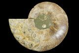 Cut & Polished Ammonite Fossil (Half) - Madagascar #158018-1